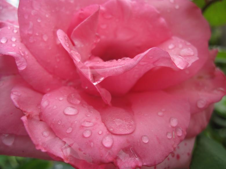 Free stock image of Pink rose with rain drops close-up created by Boris Kyurkchiev