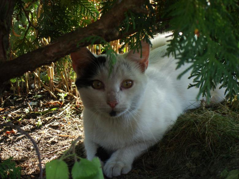 Free stock image of Hiding cat created by Boris Kyurkchiev