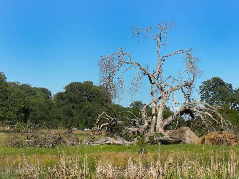 Free stock image of Gnarled Tree created by Joseph Hart