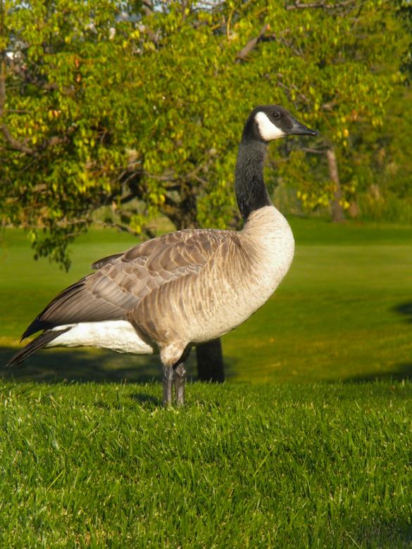 Free stock image of Goose created by Joseph Hart