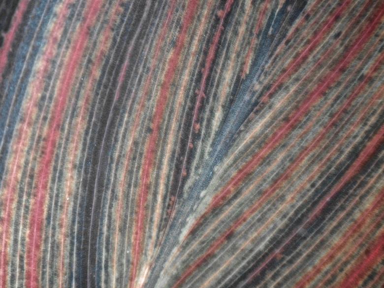 Free stock image of Exotic Leaf Texture created by Joseph Hart