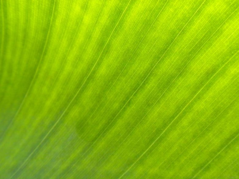 Free stock image of Green Leaf Texture created by Joseph Hart