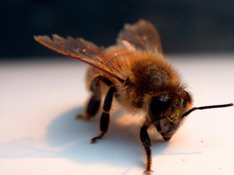 Free stock image of Bee created by Joseph Hart