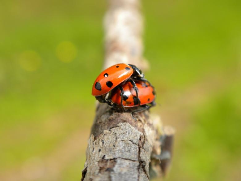 Free stock image of Ladybugs Mating created by Joseph Hart