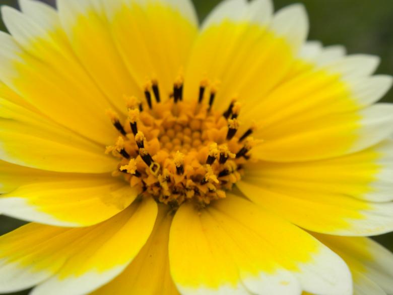 Free stock image of Yellow Flower created by Joseph Hart