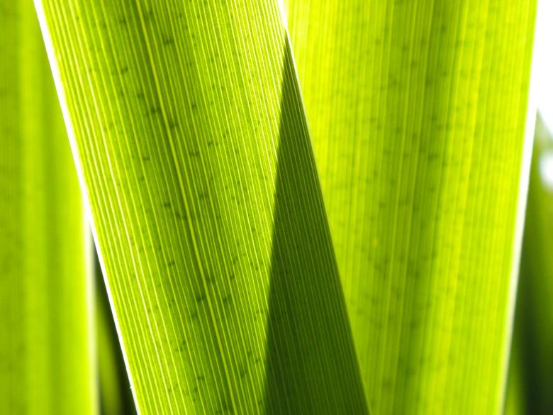 Free stock image of Green created by Joseph Hart