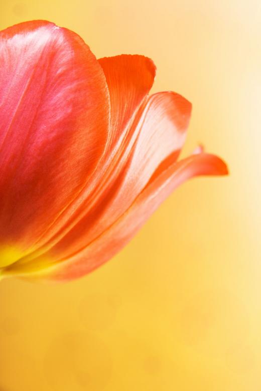 Free stock image of Red tulip created by 2happy