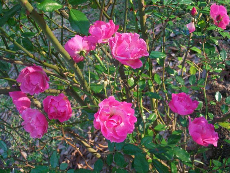 Free stock image of Pink Roses in Late Fall created by Kathryn Morse