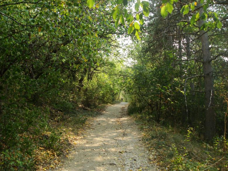 Free stock image of Forest path created by Boris Kyurkchiev