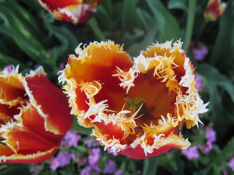 Free stock image of Magnificently beautiful orange tulip created by Boris Kyurkchiev