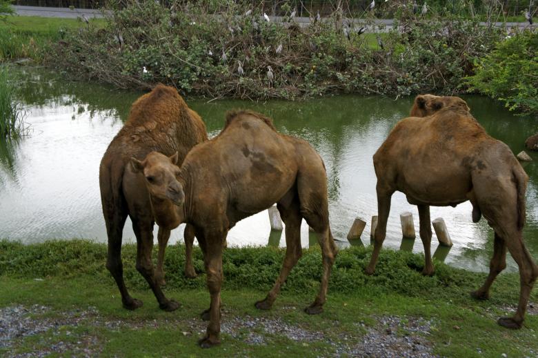 Free stock image of Camels created by Anthony Nguyen