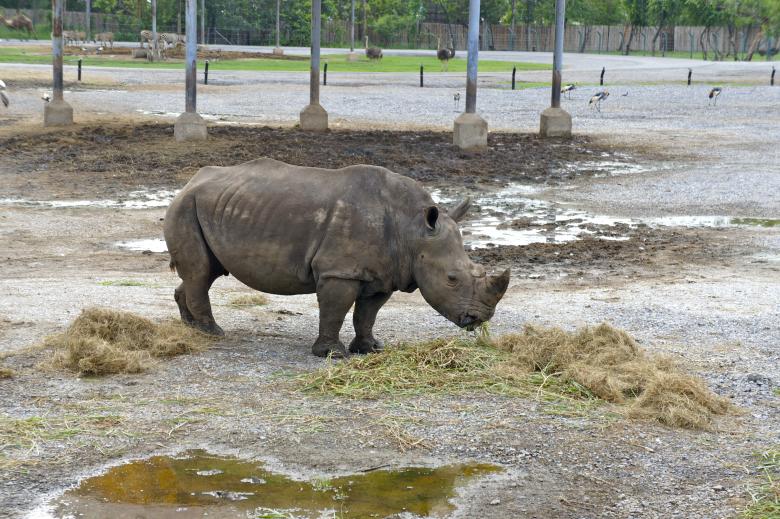 Free stock image of Rhino created by Anthony Nguyen