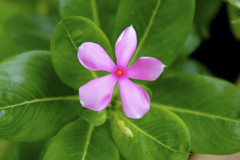 Free stock image of Flower in noon created by Anthony Nguyen