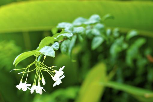 Green flower - Free Stock Photo