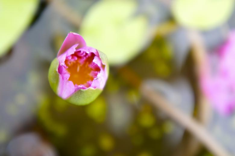 Free stock image of Just flower created by Anthony Nguyen