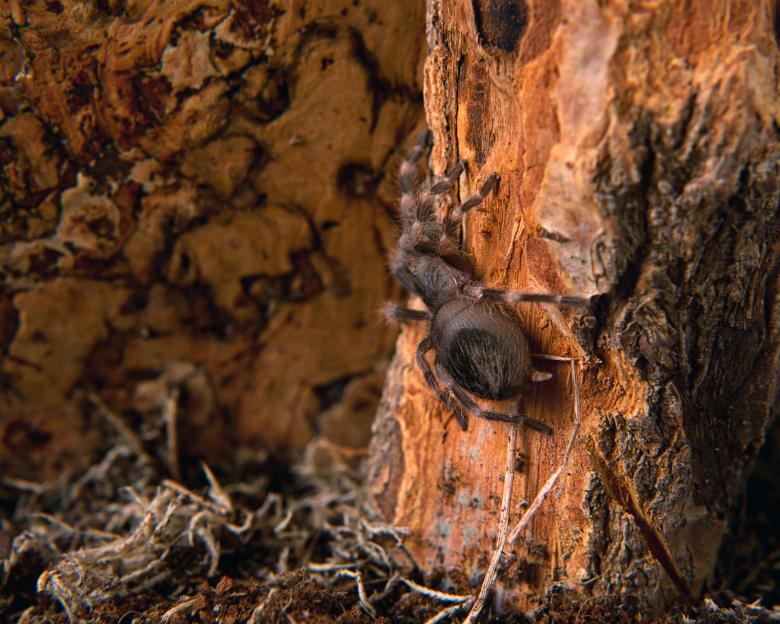 Free stock image of Spider created by 2happy