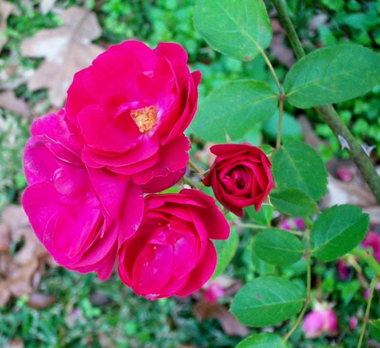 Free stock image of December Roses created by Kathryn Morse