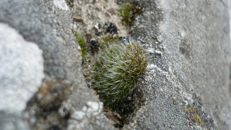 Free stock image of Cactulicious Plant between the rocks created by Dimitar Dimitrov