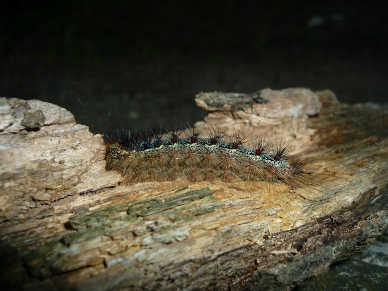 Free stock image of Sleeping Caterpillar created by Dimitar Dimitrov