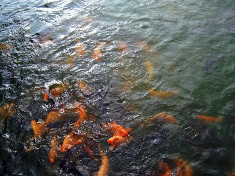 Free stock image of Fish in the River created by Bùi Thụy Đào Nguyên