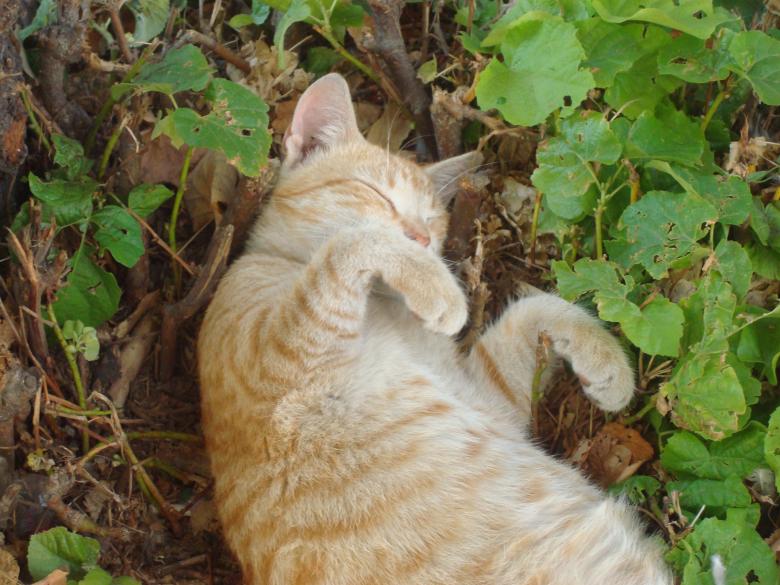 Free stock image of Sleeping cat created by Boris Kyurkchiev