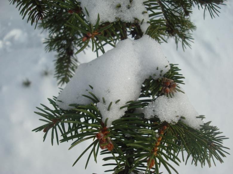Free stock image of Snow covered fir tree created by Boris Kyurkchiev