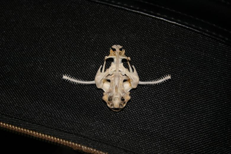 Free stock image of Banjo catfish skull (Bunocephalus coraco created by Clifford M. Kinsman
