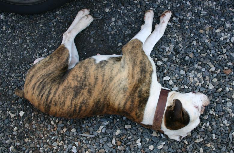 Free stock image of Dog Days created by Clifford M. Kinsman