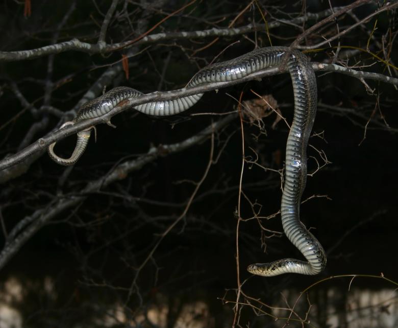 Free stock image of Tree serpant created by Clifford M. Kinsman