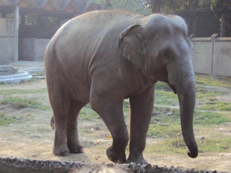 Free stock image of Elephant at Alipur zoo created by sukhdeep singh