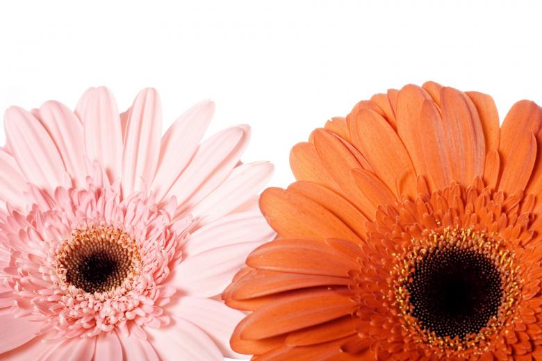 Free stock image of Gerbera created by 2happy