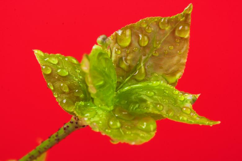 Free stock image of plant with water drops on created by 2happy