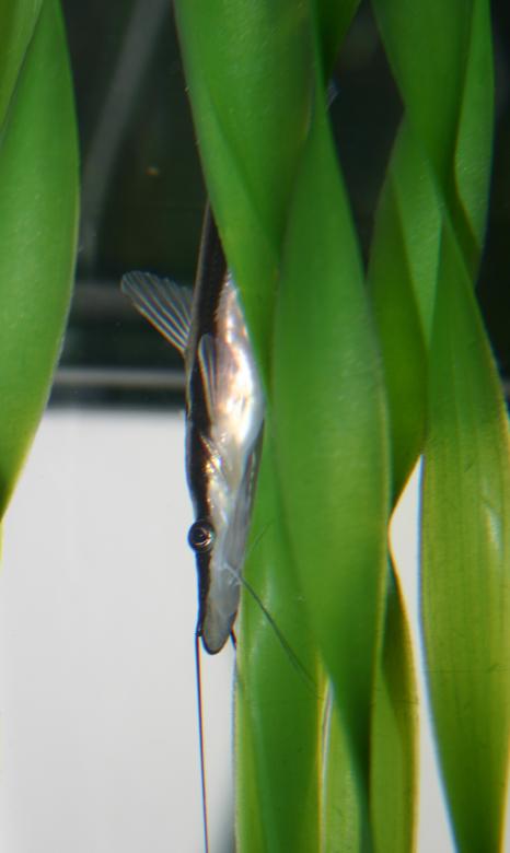 Free stock image of Sorubim in hiding created by Clifford M. Kinsman
