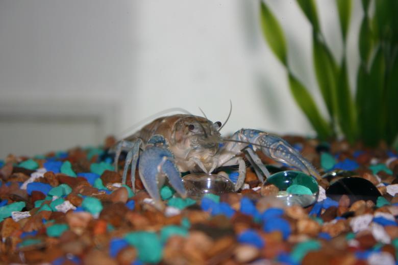 Free stock image of Montana Crayfish created by Clifford M. Kinsman