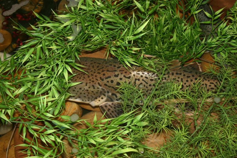 Free stock image of River Monsters Hiding! created by Clifford M. Kinsman