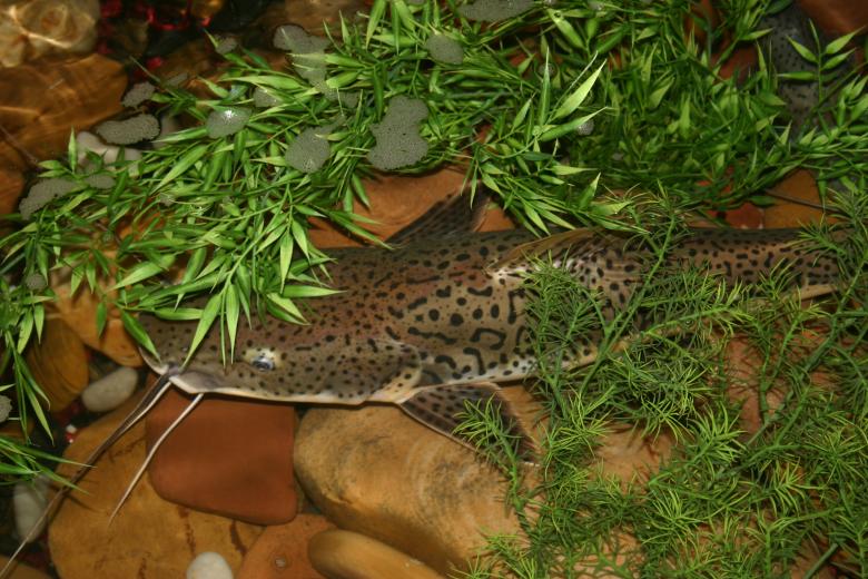 Free stock image of Monster Catfish Pond created by Clifford M. Kinsman