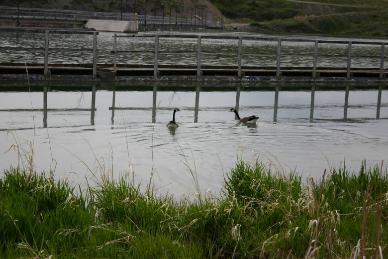 Free stock image of Geese chatting created by Clifford M. Kinsman