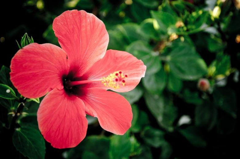 Free stock image of Red hibiscus flower created by Luka