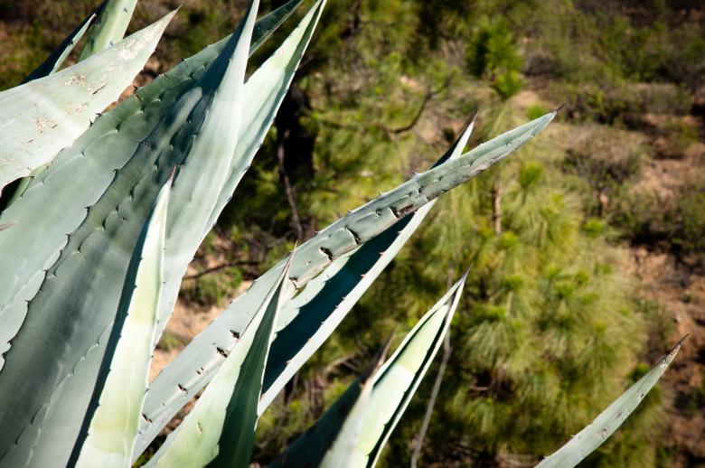 Free stock image of Aloe vera cactus plant created by Luka