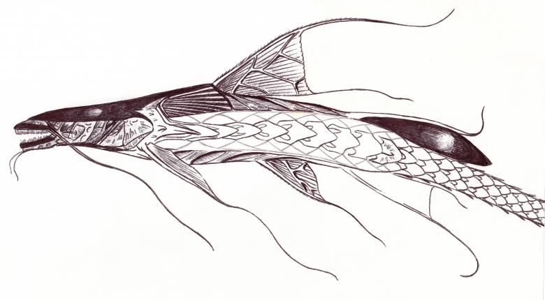 Free stock image of Alien Catfish created by Clifford M. Kinsman