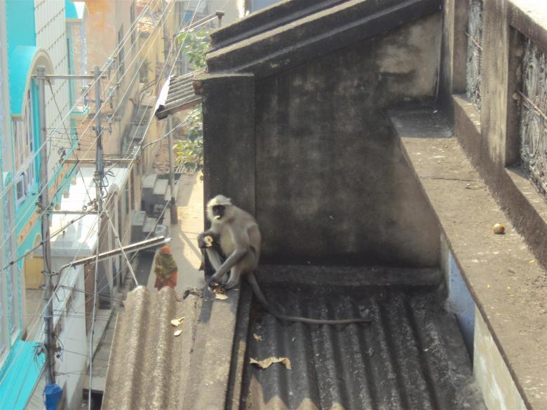 Free stock image of Indian lemur created by sukhdeep singh