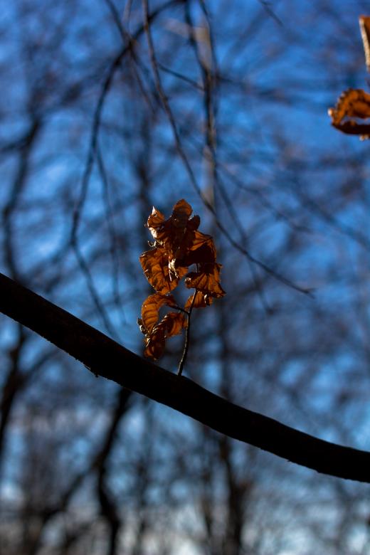 Free stock image of Leaf created by Alen
