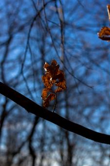 Free Stock Photo of Leaf