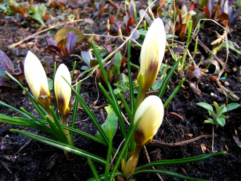 Free stock image of Crocuses created by Janis Urtans