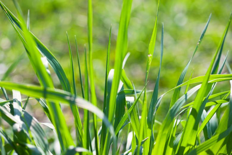 Free stock image of Grass created by 2happy