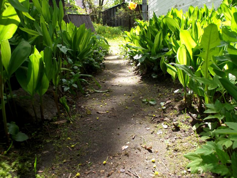 Free stock image of Trail through garden created by Janis Urtans