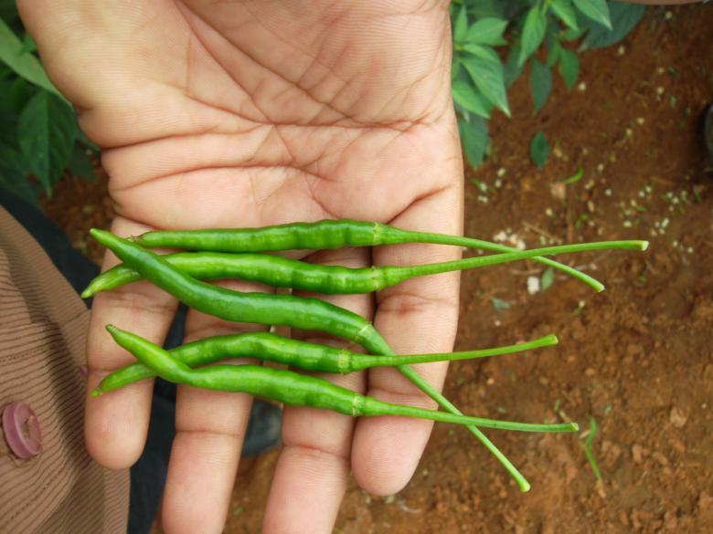 Free stock image of Chili created by rama subbaiah sepuri