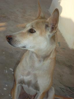 My pet dog - Free Stock Photo