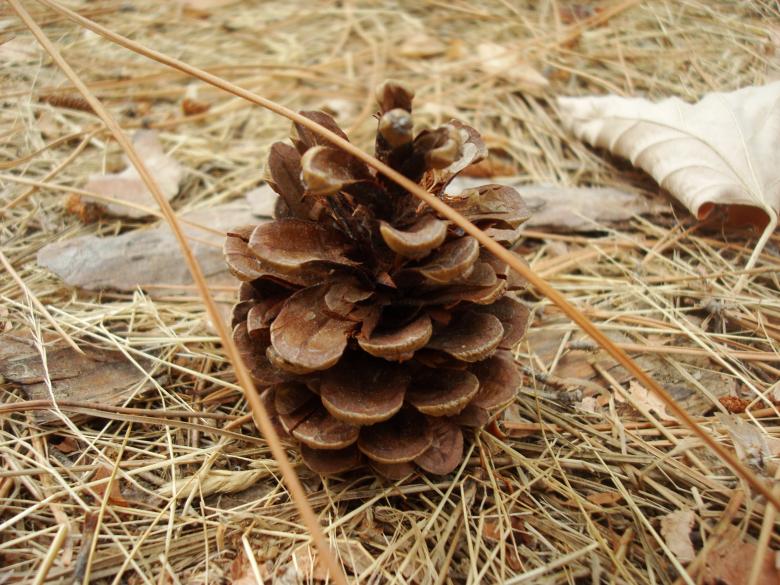 Free stock image of Fallen dry cone created by Boris Kyurkchiev