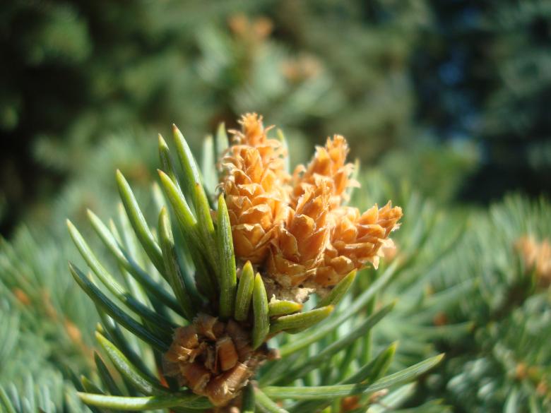 Free stock image of Young fir cones created by Boris Kyurkchiev